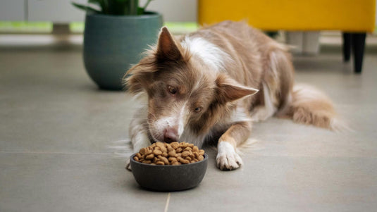 ¿Cómo elegir el mejor pienso para tu perro?