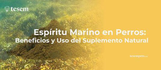 Espíritu Marino en Perros: Beneficios y Uso del Suplemento Natural