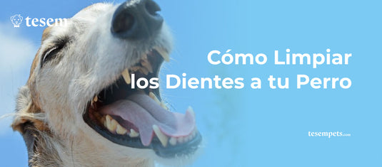 Cómo Limpiar los Dientes a tu Perro: Guía Completa 2024
