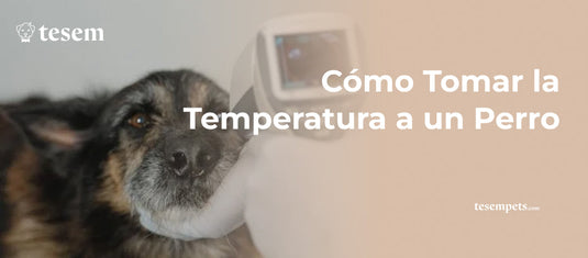 Cómo Tomar la Temperatura a un Perro: Guía Completa