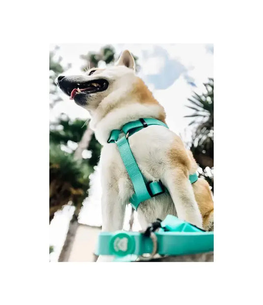 correa perro color menta