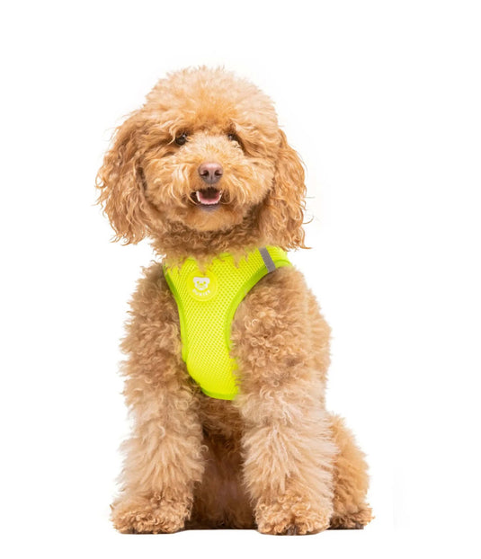 Arnés Body Lime Dukier