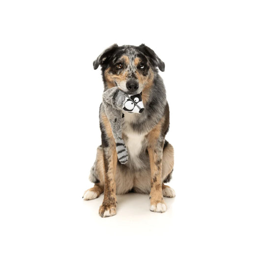 Run Along Racoon The Yeetz - Juguete para perros
