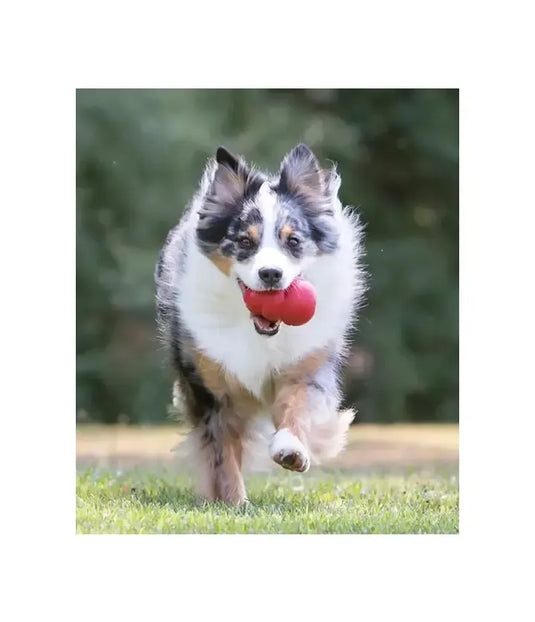 kong classic rojo portagominolas