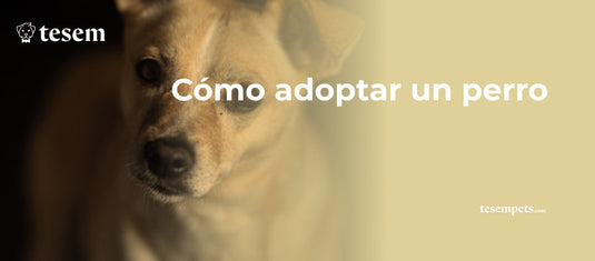 Cómo adoptar un perro: Guía completa para encontrar tu compañero canino