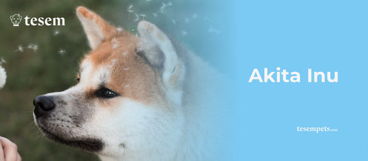 Akita Inu: Todo lo que Necesitas Saber