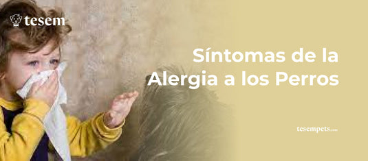 Síntomas de la Alergia a los Perros