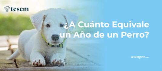 ¿A Cuánto Equivale un Año de un Perro? Guía Actualizada 2024