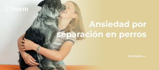 Ansiedad por Separación en Perros: Guía Completa 2024