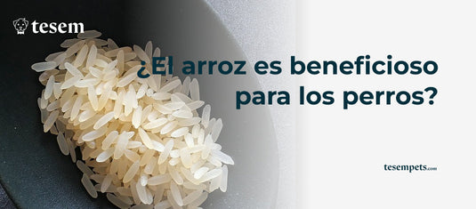 ¿El Arroz es Beneficioso para los Perros? Guía Completa 2024