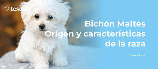 Bichón Maltés – Origen y características de la raza