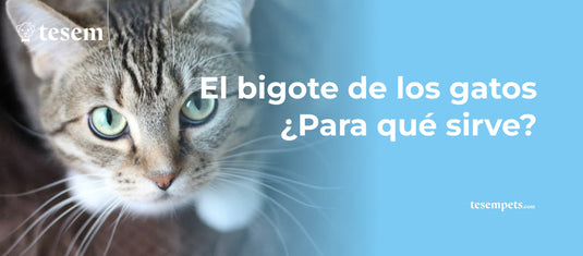 El bigote de los gatos: ¿Para qué sirve?