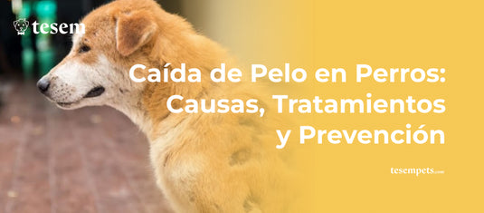 Caída de Pelo en Perros: Causas, Tratamientos y Prevención