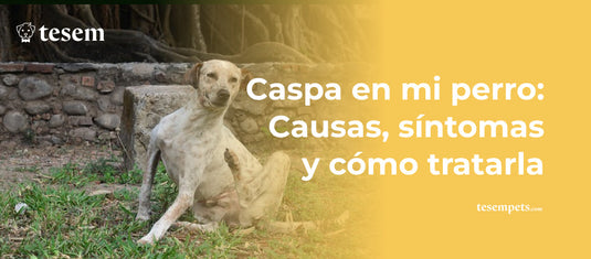 Caspa en mi Perro: Causas, Síntomas y Cómo Tratarla (2024)