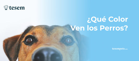 ¿Qué Color Ven los Perros?