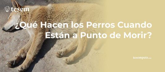 ¿Qué Hacen los Perros Cuando Están a Punto de Morir?