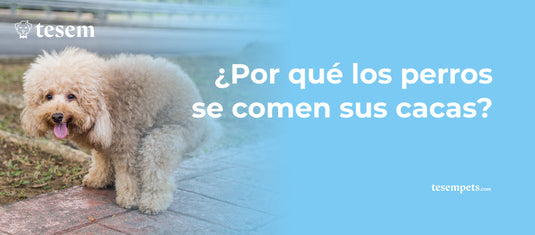 ¿Por qué los perros se comen sus cacas?