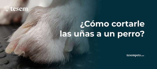 ¿Cómo cortarle las uñas a un perro? Guía completa