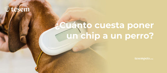 ¿Cuánto Cuesta Poner un Chip a un Perro en 2024?