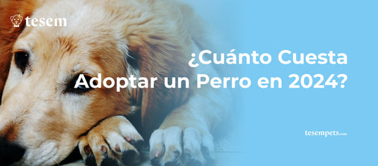 ¿Cuánto Cuesta Adoptar un Perro en 2024? Guía Completa de Costes