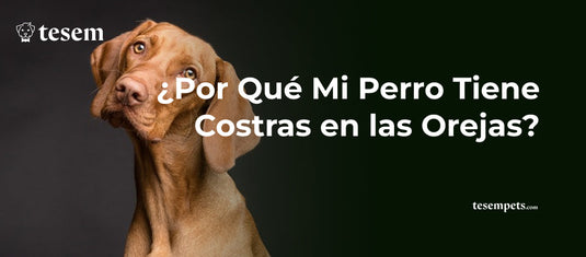 ¿Por Qué Mi Perro Tiene Costras en las Orejas?