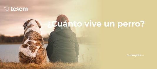 ¿Cuánto Vive un Perro? Descubre la Esperanza de Vida de tu Mejor Amigo Peludo