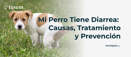 Mi Perro Tiene Diarrea: Causas, Tratamiento y Prevención