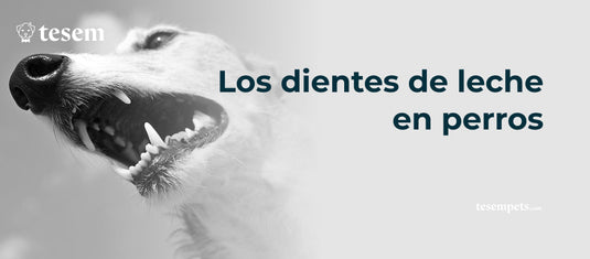 Los Dientes de Leche en Perros: Todo lo que Necesitas Saber en 2024