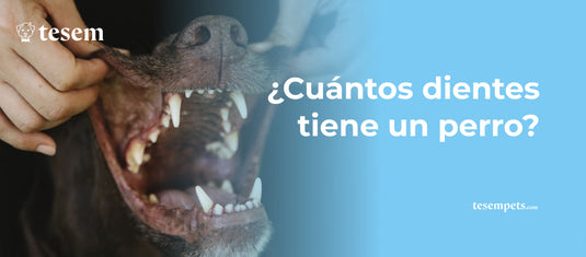 ¿Cuántos dientes tiene un perro?