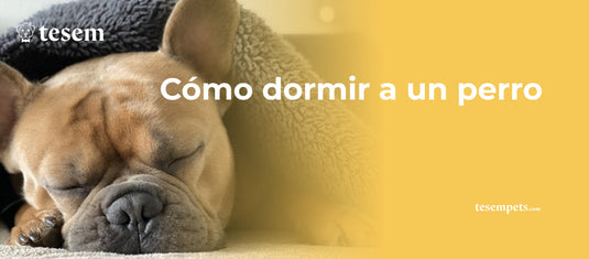 Cómo Dormir a un Perro: Consejos y Técnicas Efectivas