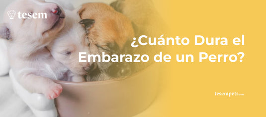 ¿Cuánto Dura el Embarazo de un Perro?