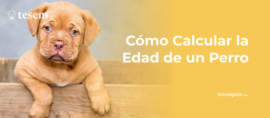 Cómo Calcular la Edad de un Perro: Guía Completa para 2024