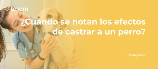 ¿Cuándo se Notan los Efectos de Castrar a un Perro?