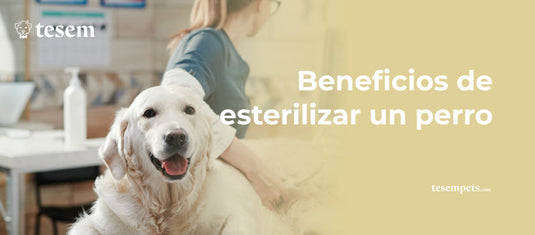 Beneficios de Esterilizar a tu Perro