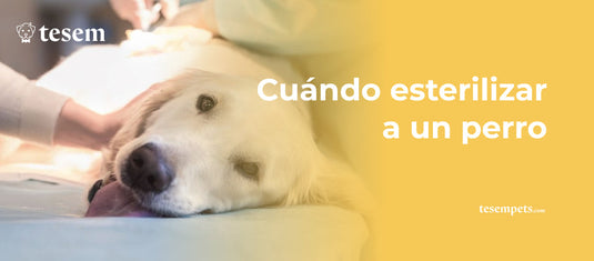 Cuándo esterilizar a un perro