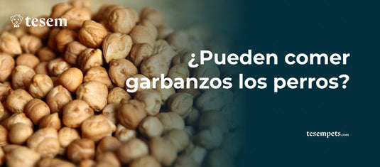 ¿Pueden Comer Garbanzos los Perros? Todo lo que Necesitas Saber en 2024