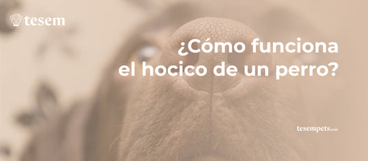 El hocico del perro: ¿cómo funciona?