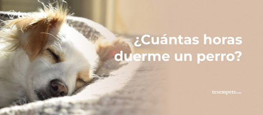 ¿Cuántas horas duerme un perro?