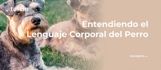 Entendiendo el Lenguaje Corporal del Perro: Guía Completa 2024