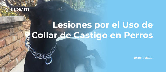 Lesiones por el Uso de Collar de Castigo en Perros