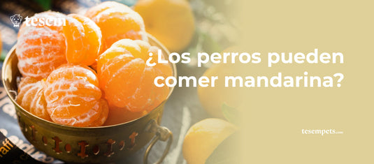 ¿Los perros pueden comer mandarina?