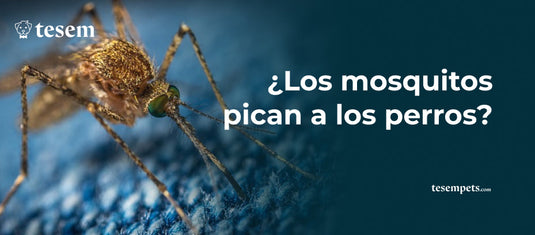 ¿Los Mosquitos Pican a los Perros?