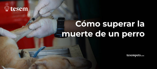 Cómo superar la muerte de un perro: Consejos para sobrellevar el dolor