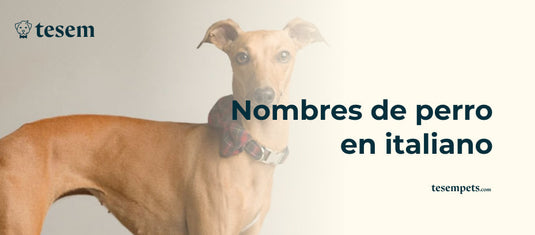 Nombres de perro en italiano: Ideas originales y su significado (2024)