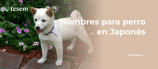 Nombres para Perros en Japonés: ¡Encuentra el Nombre Perfecto para tu Mascota en 2024!