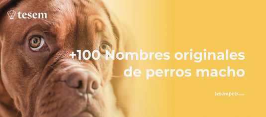 +100 Nombres originales de perros macho – Para todos los tamaños