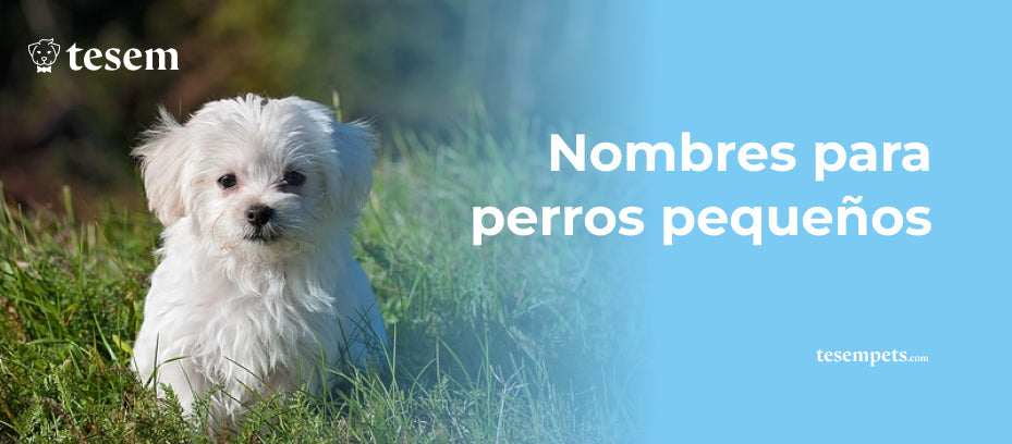 Nombres para perros pequeños: Lista Completa