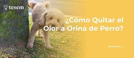 ¿Cómo Quitar el Olor a Orina de Perro? Guía Completa Actualizada 2024