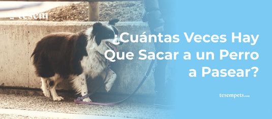 ¿Cuántas Veces Hay Que Sacar a un Perro a Pasear?