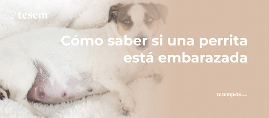 Cómo saber si una perrita está embarazada